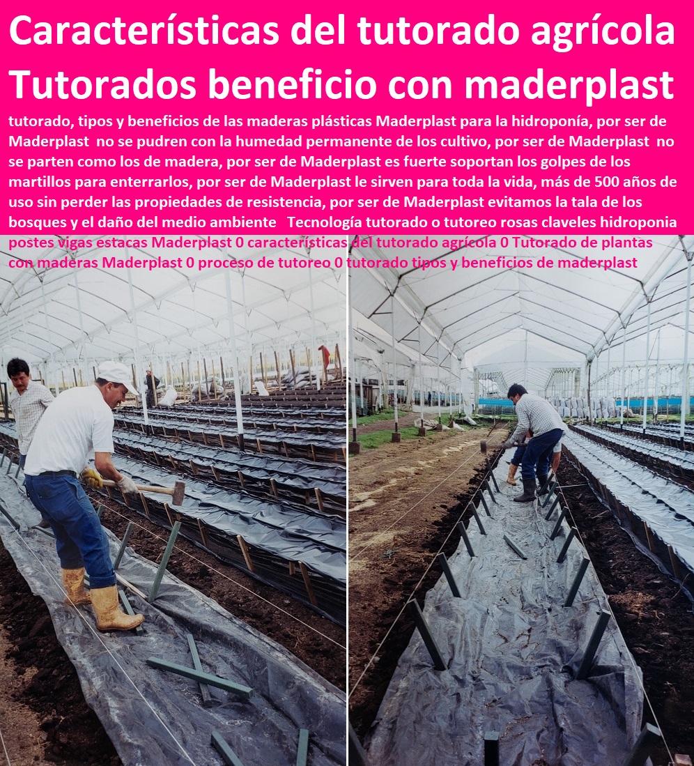 Tecnología tutorado o tutoreo rosas claveles hidroponia postes vigas estacas Maderplast 0 características del tutorado agrícola 0 Tutorado de plantas con maderas Maderplast 0 proceso de tutoreo 0 tutorado tipos y beneficios de maderplast HIDROPONÍA, AGRICULTURA, COSECHA, POSCOSECHA, Tutores para Flores cable vía Bananas Aromáticas, Cultivos Tecnificados, Invernaderos, Semilleros, Bancos De Siembra, Tecnología tutorado o tutoreo rosas claveles hidroponia postes vigas estacas Maderplast 0 características del tutorado agrícola 0 Tutorado de plantas con maderas Maderplast 0 proceso de tutoreo 0 tutorado tipos y beneficios de maderplast